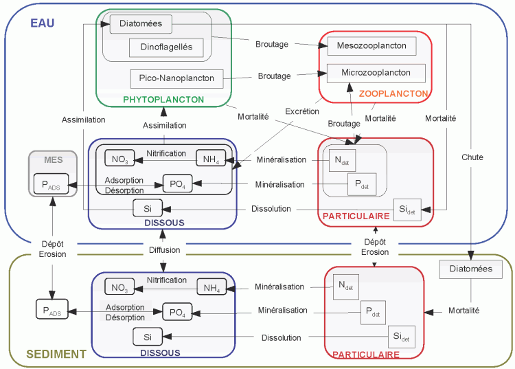 Schema conceptuel du modele biogeochimique